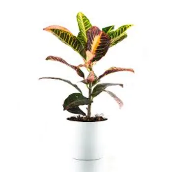 Natural Croton Plant